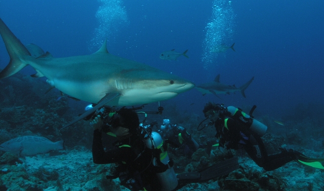 P5181759a-shark.jpg