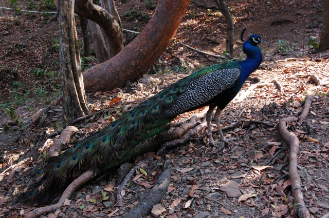Roatan_D2_DSC_0047_E1.jpg
