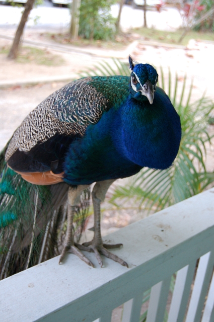 Roatan_D2_DSC_0135.JPG