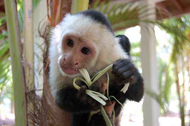 Roatan_D2_DSC_0148M.JPG